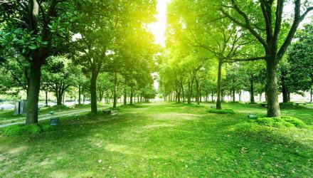 Niagara Region co-hosts tree-health workshop on August 28