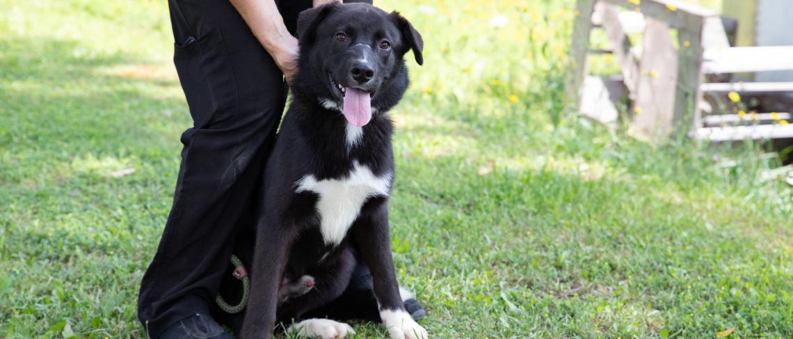 Niagara SPCA Solicits Support for Surgical Operations for Two Shelter Dogs