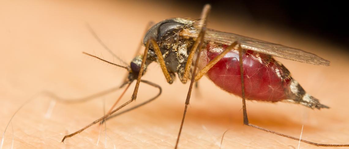Mosquitoes test positive for West Nile Virus