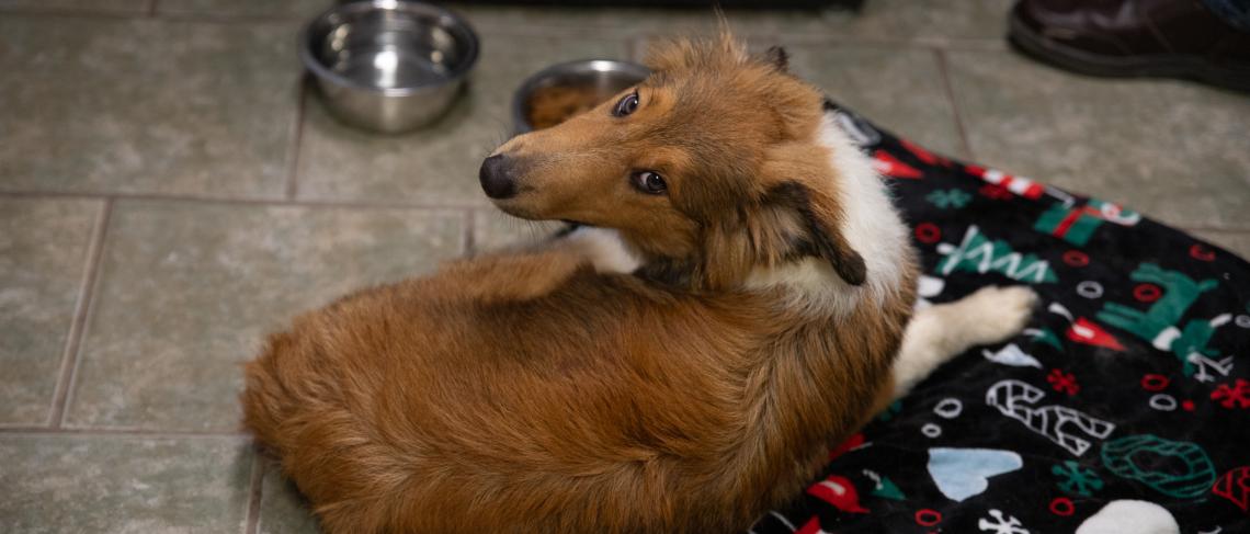 Dogs Found Abandoned in Open Crates, Covered in Waste in Woods in Niagara Falls