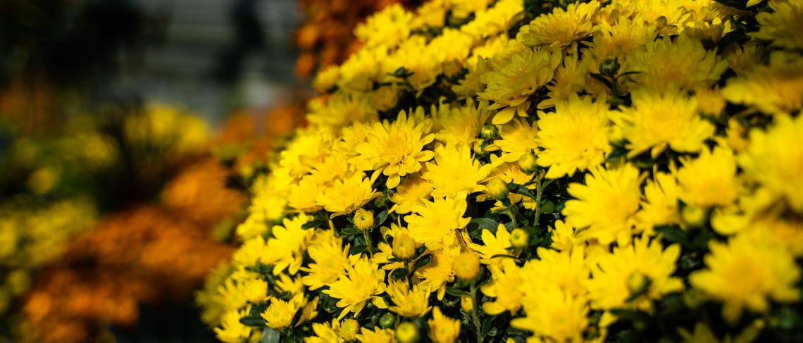Chrysanthemum Show, Niagara Parks’ longest-running Floral Show returns September 16​ 