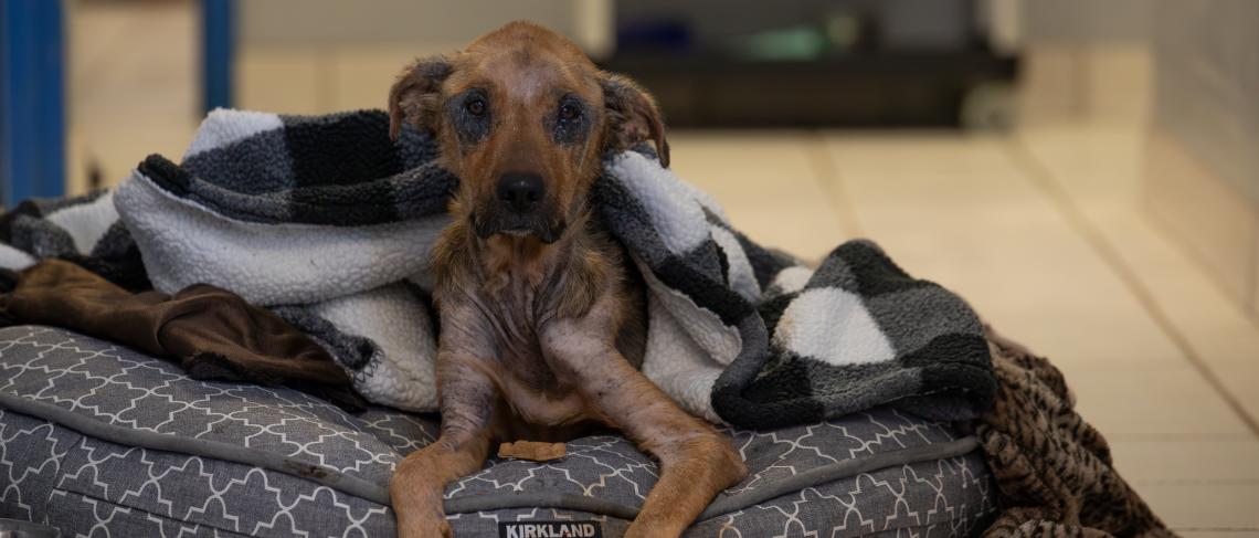 Emaciated dog found in Welland, gives birth to puppies at shelter