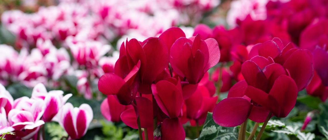 The Cyclamen Display Returns to the Floral Showhouse Following Three-year Hiatus