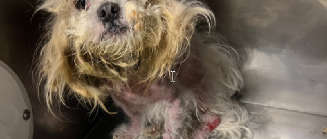 ARRIVAL OF SHIH TZU AT HUMANE SOCIETY OF GREATER NIAGARA ON CHRISTMAS EVE  SPARKS URGENT CALL FOR SUPPORT