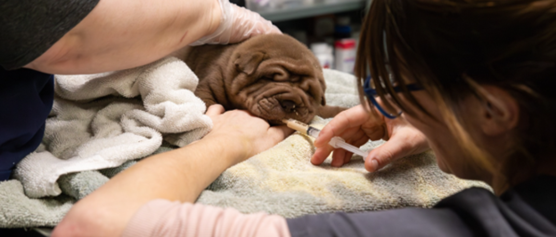 Niagara Falls Man Arrested on Animal Cruelty Charges