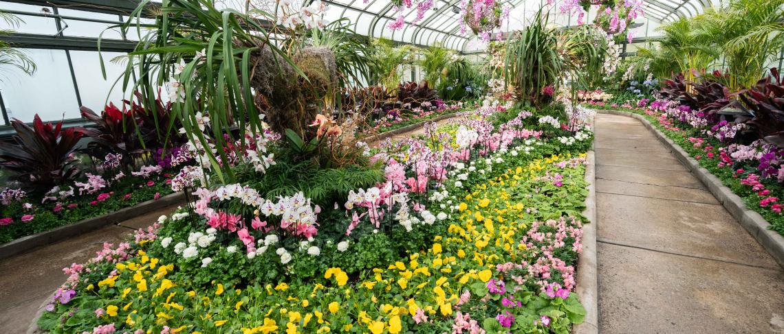 First-Ever Orchid Show Officially Opens at the Niagara Parks Floral Showhouse
