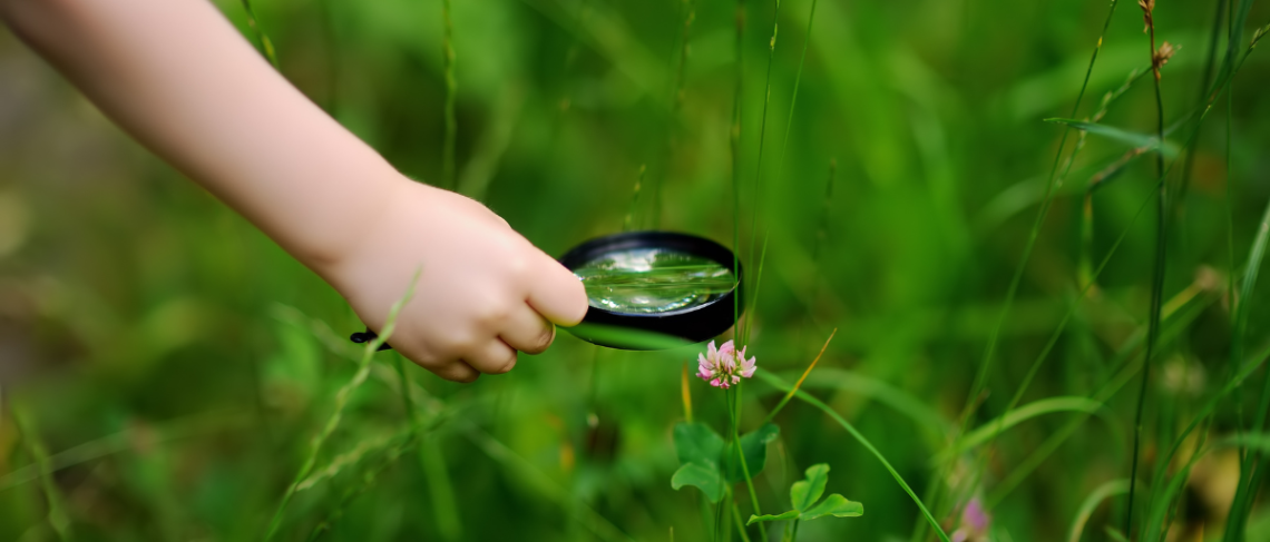 City of Niagara Falls participating in the 2024 City Nature Challenge – April 26 to 29