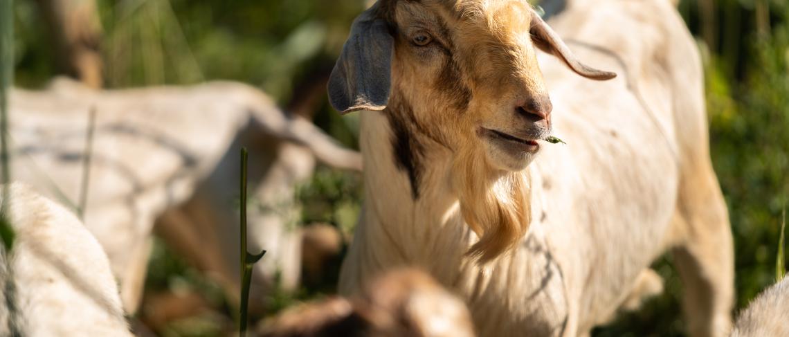 Goats Graze Away Invasive Plant Species at Gonder’s Flats