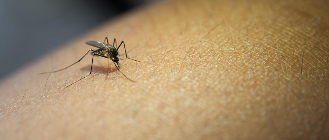 Mosquitoes test positive for West Nile Virus
