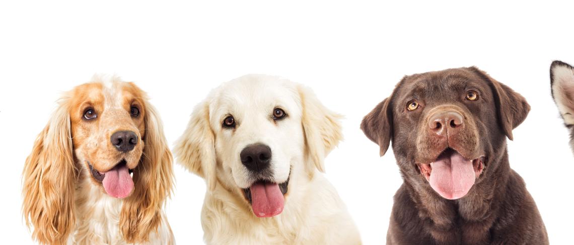 The Dog Days of Fire Safety Campaign: A Howling Success