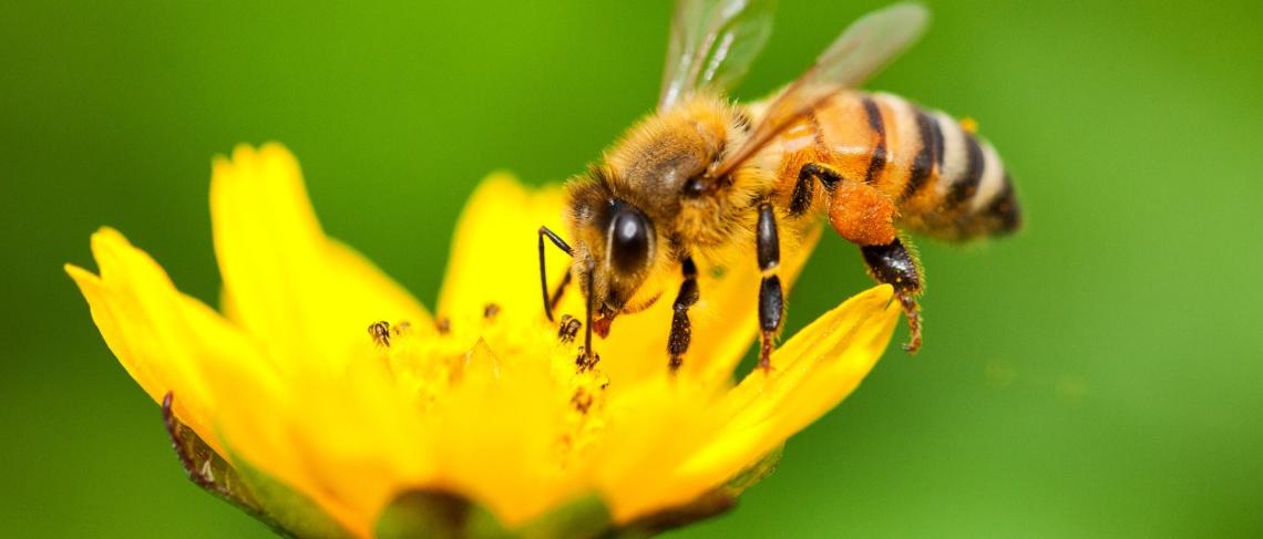 Fort Erie to Become a Bee-friendly Community