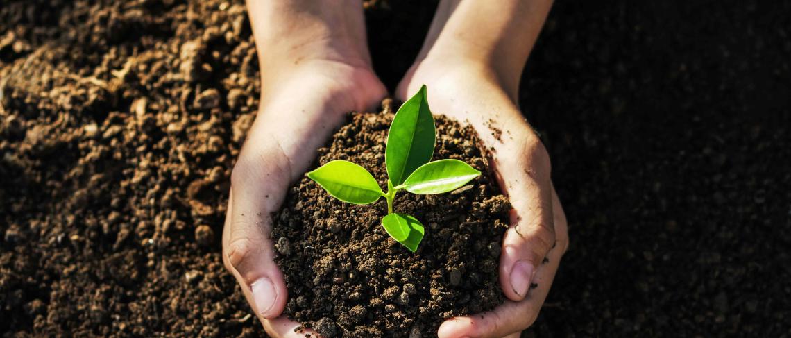 Welland celebrates Earth Day with free tree giveaway and community clean-up
