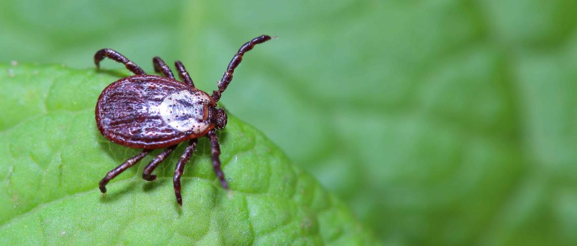 Tick Tips: Niagara Region Public Health shares easy ways to stay safe this spring