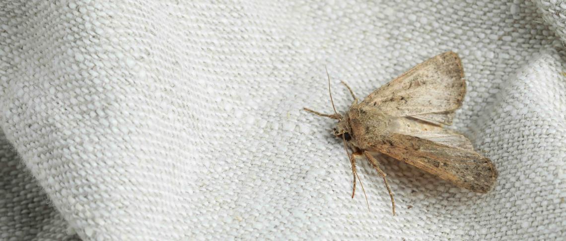 Residents Encouraged to Take Preventive Action Against Spongy Moth to Protect Tree Canopy