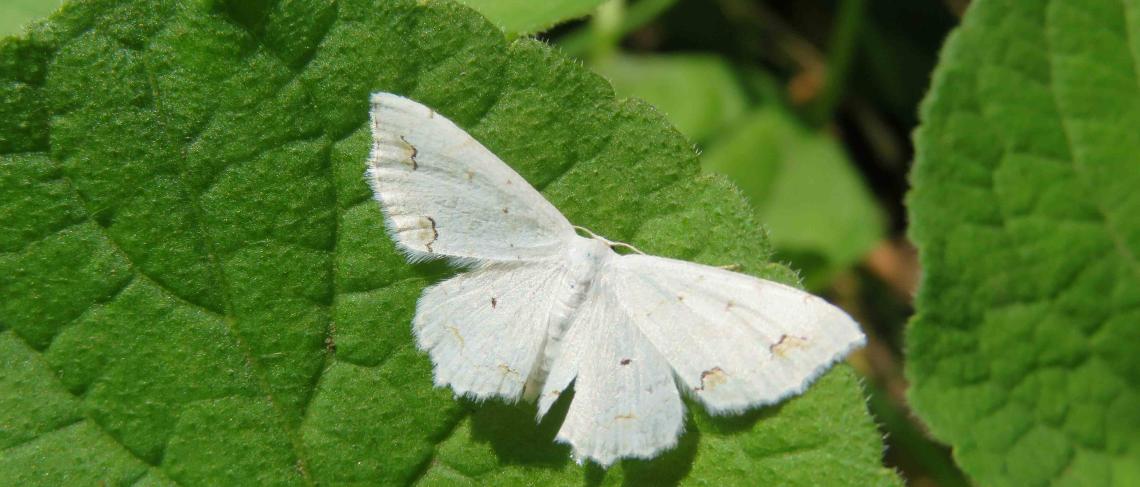 Spongy Moth aerial spraying scheduled for Hillcrest Park