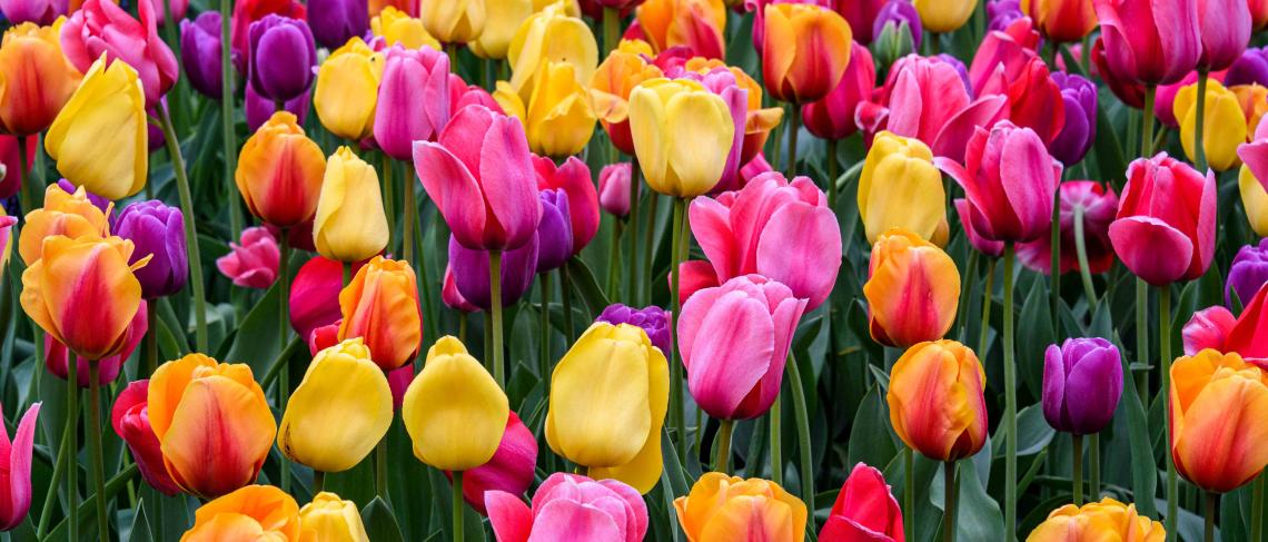 A blooming tradition returns with Welland’s annual tulip giveaway on May 15