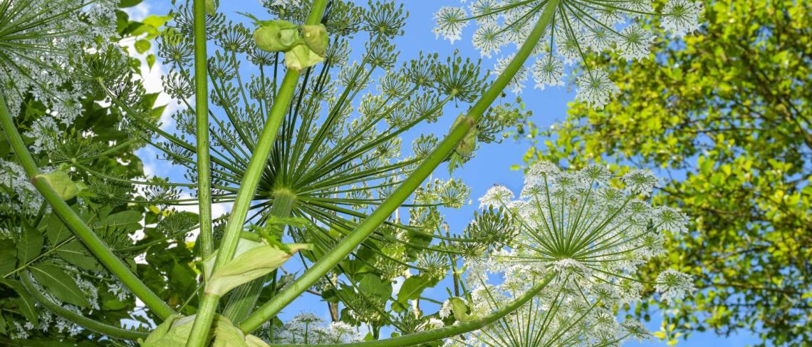 Public Notice: Weed Control