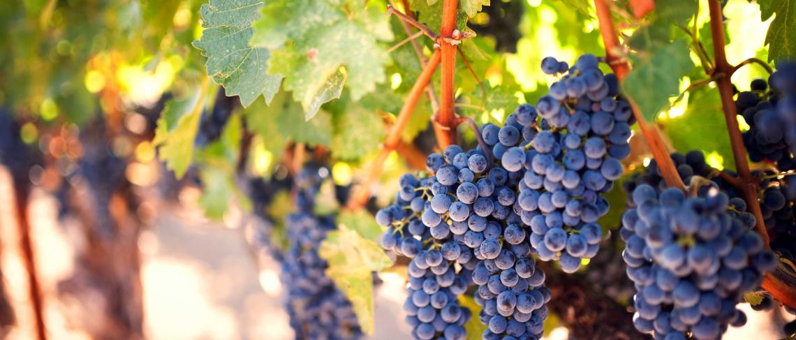 Ontario Supporting Grape Growers and Wineries in Niagara