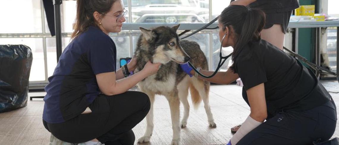 237 Cats and dogs receive free rabies vaccine at clinic hosted by Niagara Region Public Health and VCA Animal Hospitals