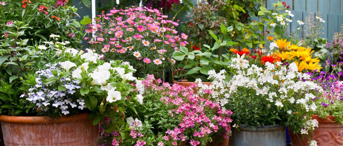 Welland’s floral display bed program  colourfully celebrates community pride