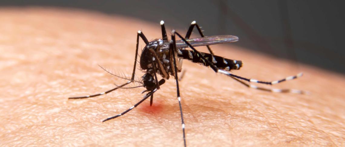 Mosquitoes test positive for West Nile Virus in Niagara