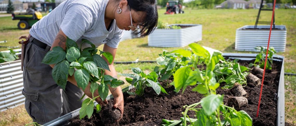 Niagara College students cultivate vegetable garden to combat food insecurity