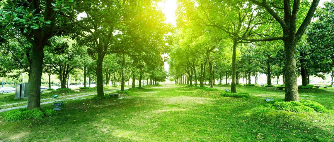 Niagara Region co-hosts tree-health workshop on August 28