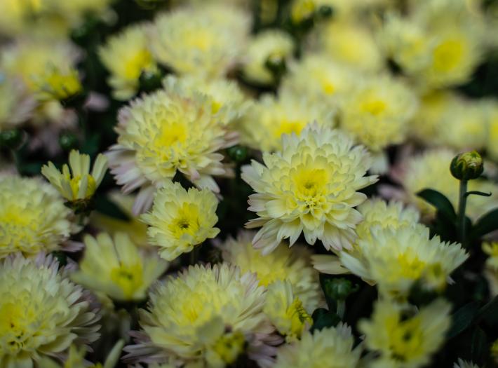 Chrysanthemum Show, Niagara Parks’ longest-running Floral Show returns September 16​ 
