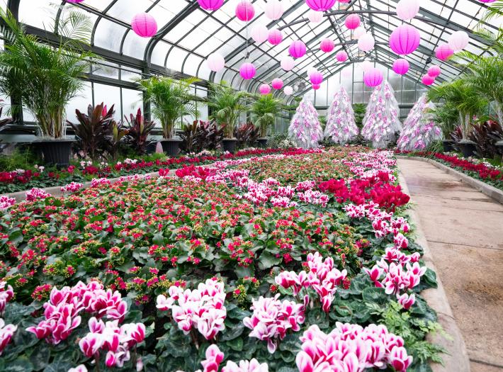 The Cyclamen Display Returns to the Floral Showhouse Following Three-year Hiatus