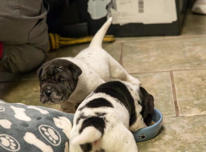 Niagara Falls Man Arrested on Animal Cruelty Charges