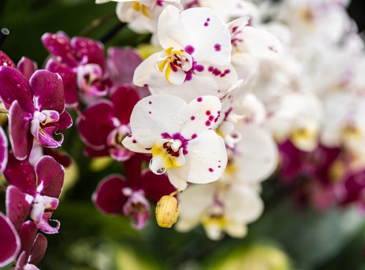 First-Ever Orchid Show Officially Opens at the Niagara Parks Floral Showhouse