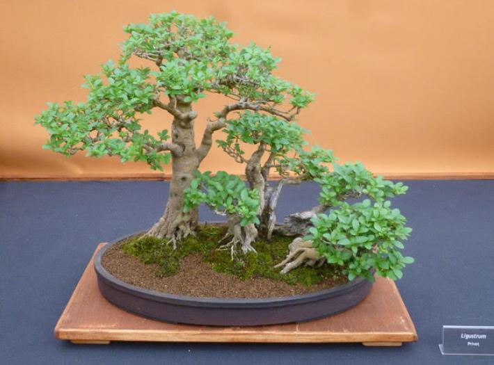 Niagara-on-the-Lake Garden Tour Set to Bloom Soon