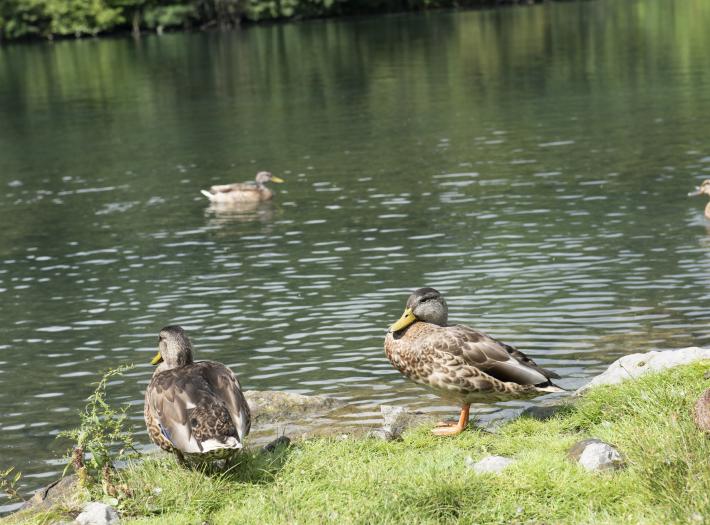 Niagara Parks Continues to Improve Sustainability Efforts at Dufferin Islands
