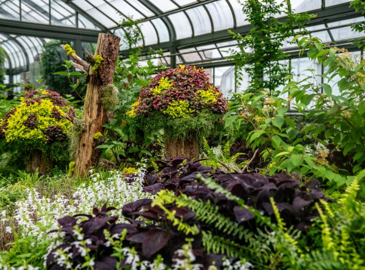 Take in the Splendour of the Annual Summer Show at the Floral Showhouse