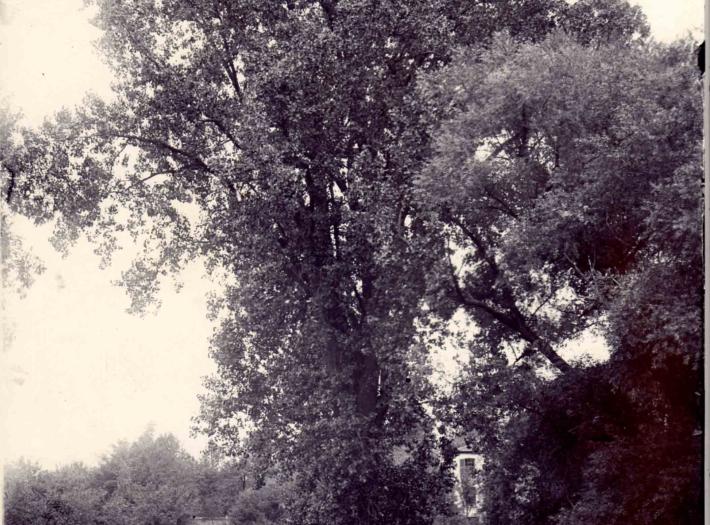 ‘THE WILDERNESS’: WORTH PRESERVING!