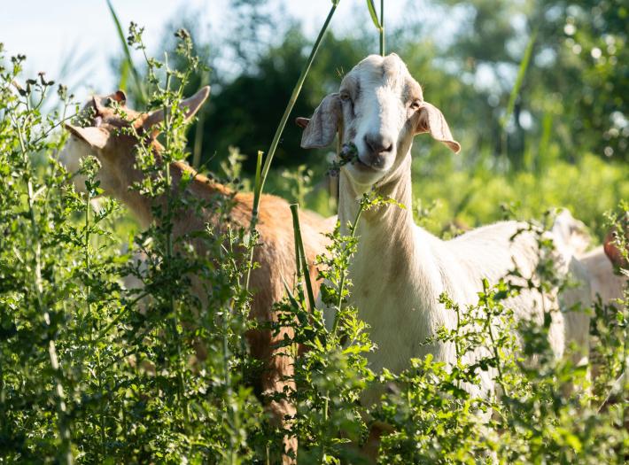 Goats Graze Away Invasive Plant Species at Gonder’s Flats