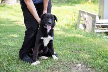 Niagara SPCA Solicits Support for Surgical Operations for Two Shelter Dogs