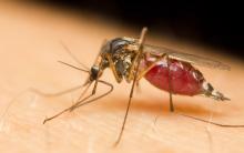 Mosquitoes test positive for West Nile Virus