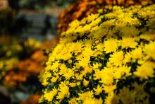 Chrysanthemum Show, Niagara Parks’ longest-running Floral Show returns September 16​ 