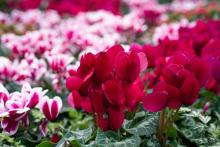 The Cyclamen Display Returns to the Floral Showhouse Following Three-year Hiatus