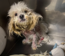 ARRIVAL OF SHIH TZU AT HUMANE SOCIETY OF GREATER NIAGARA ON CHRISTMAS EVE  SPARKS URGENT CALL FOR SUPPORT