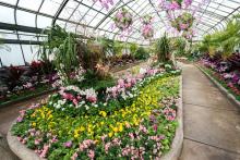 First-Ever Orchid Show Officially Opens at the Niagara Parks Floral Showhouse