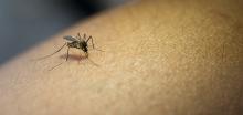 Mosquitoes test positive for West Nile Virus