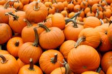 St. Catharines Pumpkinville returns to Happy Rolph’s