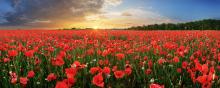 Port Colborne will observe two ceremonies on Remembrance Day