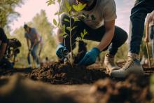 Welland’s Kingsway Tree Replanting project completed with $12,000 grant