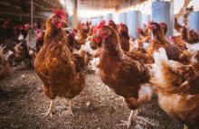 City of Port Colborne seeking community feedback on allowing backyard chickens within the urban area