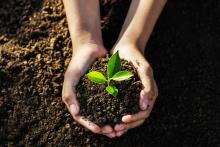 Welland celebrates Earth Day with free tree giveaway and community clean-up