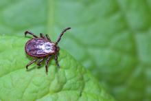 Tick Tips: Niagara Region Public Health shares easy ways to stay safe this spring