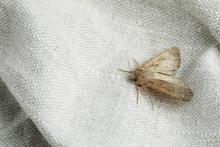 Residents Encouraged to Take Preventive Action Against Spongy Moth to Protect Tree Canopy